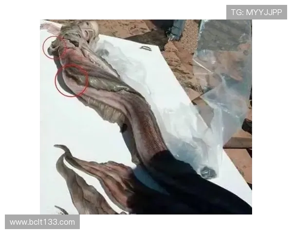探索神秘魅力：美人鱼MRY.CC的精彩世界与精彩内容